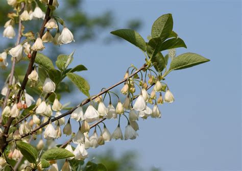Halesia Carolina - Schneeglöckchen-Baum, Carolina Silverbell